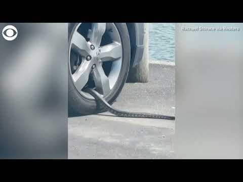 Highly venomous tiger snake found in wheel of car