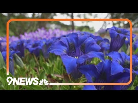 Betty Ford Alpine Gardens in full bloom