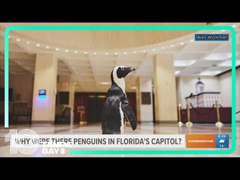 Why were there penguins in Florida's Capitol?