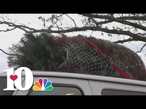 Bluebird tree farm still has Christmas trees left