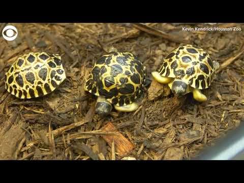 Radiated tortoise babies hatch at Houston Zoo