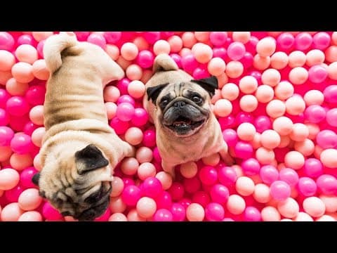 Pug-themed café unleashes furry fun in Escondido