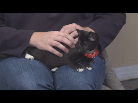 LASPCA: Halloween costume tips