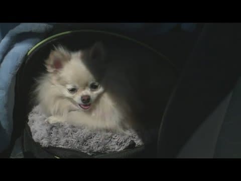 San Diego animal welfare officials raise the alarm on leaving pets inside hot cars