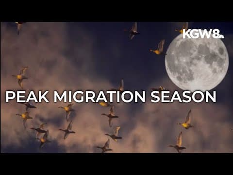 Nearly 8 million birds migrate across Oregon in less than a day