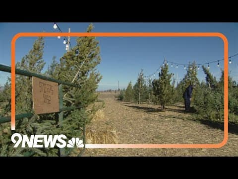 Colorado tree lot offers options to last-minute buyers
