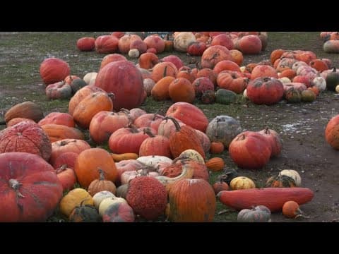 Recycling pumpkins | ECO9