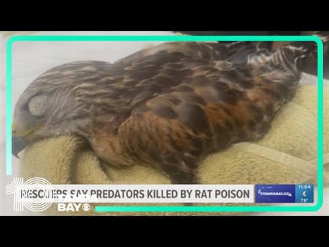 Rescuers say wild animals are being killed by rat poison in Florida