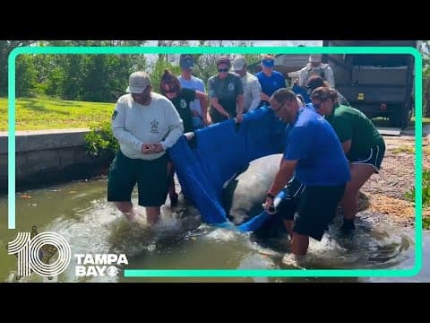 Two manatees released in Southwest Florida following months of rehabilitation