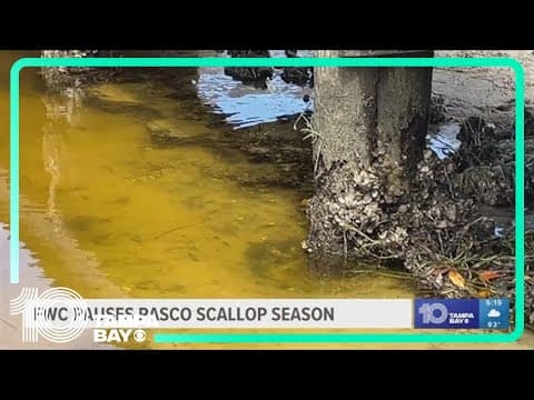 Pasco scallop season paused after toxins detected in the Gulf of Mexico