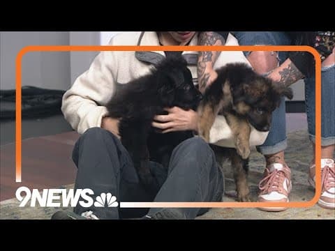 Cute, squeaky Shepherd-mix puppies need forever home