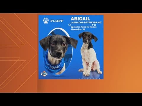 Local pup Abigail scores big, finds 'furever' family after Puppy Bowl | Get Uplifted
