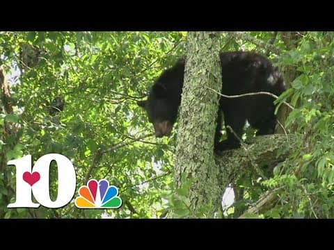 More bear sightings as the weather warms up