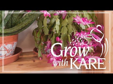 Grow with KARE: Caring for your Christmas cactus