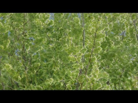 Fall allergy season picking up