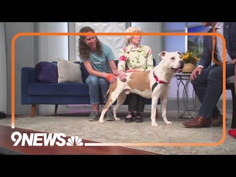 Petline9: Champagne is an adorable gentle giant in need of a new home