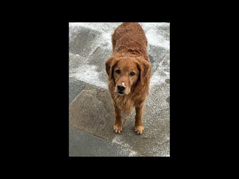 Here are your snow day photos