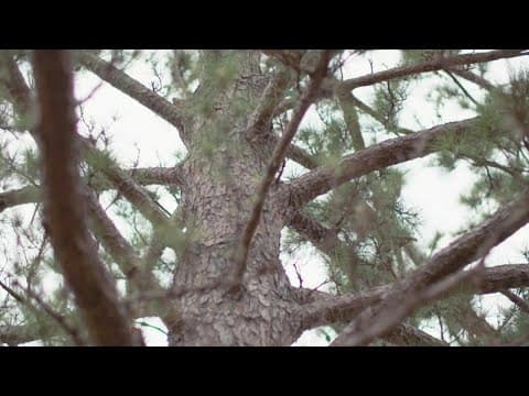 Hurricane season: Preparing your home