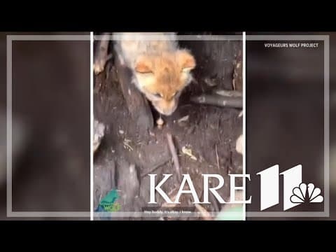 1-month-old wolf pup growls at Voyageurs workers