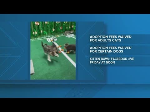 Houston Humane Society hosts 'Kitten Bowl' ahead of Super Bowl weekend