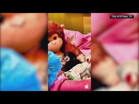 Baby spider monkeys rescued from trafficking in El Paso