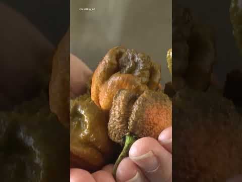 WOULD YOU TRY ‘PEPPER X’?