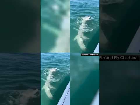 Frenzied sharks surround charter boat and start attacking motor