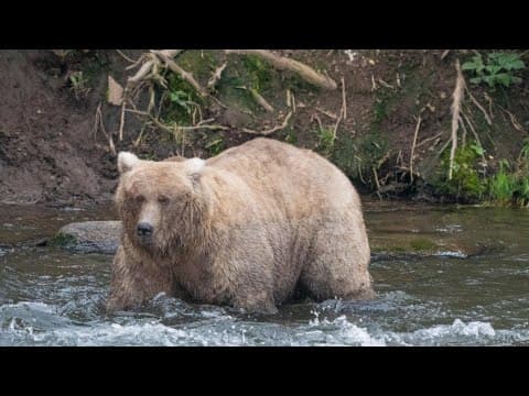 Alaska's bears compete in annual Fat Bear Week