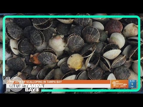 Get up and get out: The joys of going scalloping in Tampa Bay