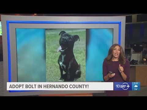 Bolt from Hernando County is looking for a forever home