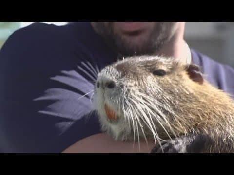 Pet nutria wanted by Louisiana Dept. of Wildlife and Fisheries