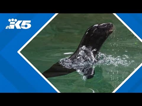Point Defiance Zoo's first sea lion pup 'Pepper' makes public debut