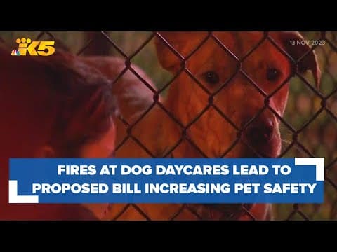 Lawmakers propose bill to increase pet safety at dog daycare facilities in Washington