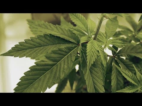 Texas Attorney General Ken Paxton sues Dallas over marijuana decriminalization ordinance