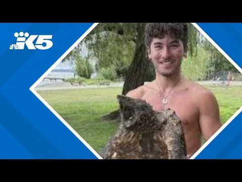 Invasive alligator snapping turtle spotted at Juanita Beach Park in Kirkland