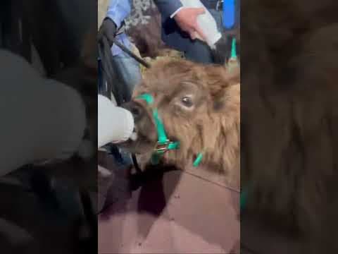 Bottle Feeding a Baby Miniature Highland Cow