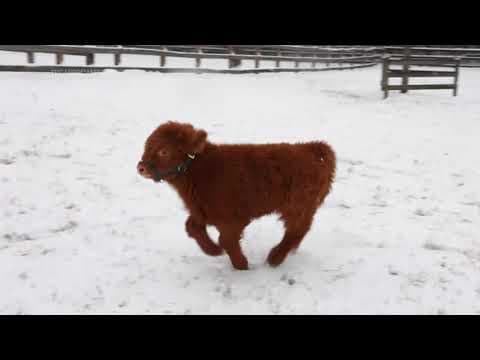Scottish highland calf zooms around during his first snow