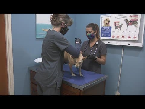 A new push to address California's crisis-level veterinary shortage