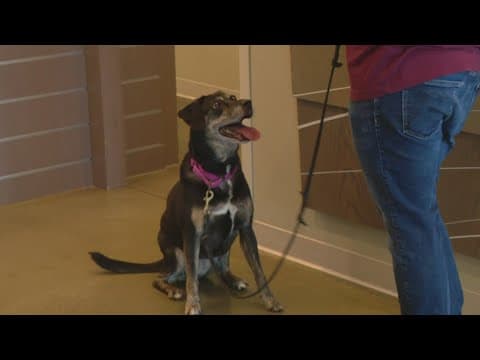 Hamilton County Humane Society hosts "Clear the Shelters" event