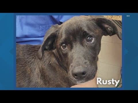 Local animal care service desperately searching for homes for puppies after Parvo outbreak scare