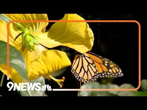 Butterflies bring hope after wildfires