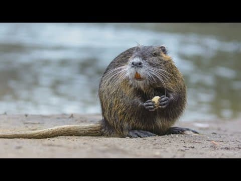 ‘Sauté a Nutria’? Wildlife agency’s bizarre request explained