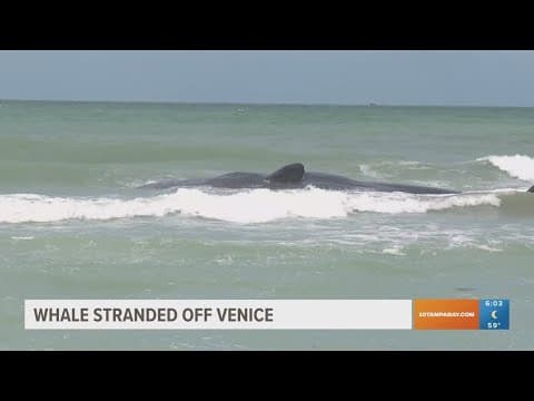 FWC monitoring beached whale in Venice