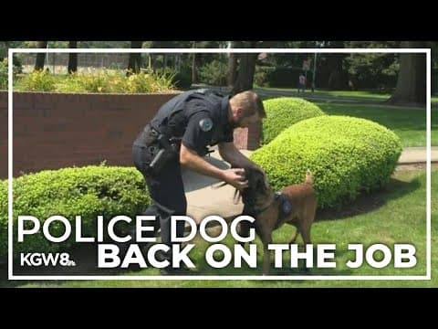 Vancouver Police Department K-9 shot in tail during fatal shooting returns to work