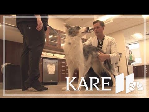 Veterinarians work to prevent canine influenza from spreading, encourage dog owners to take caution