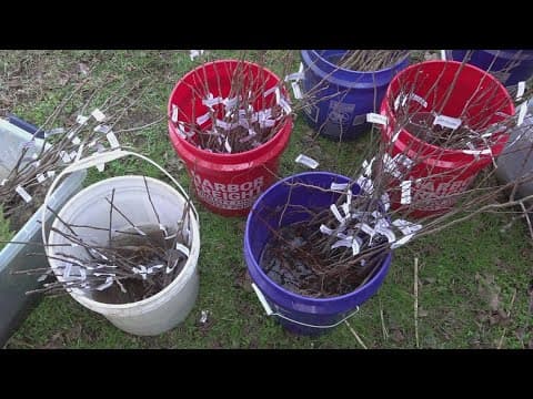 Thousands of trees distributed for Tennessee Tree Day