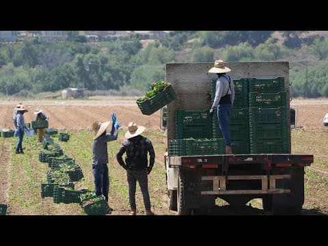Trump pauses immigration crackdown at farms, hotels and restaurants