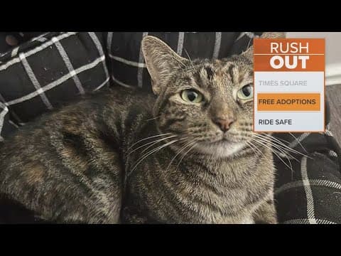 Operation Kindness offers free adoptions at all locations today