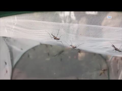 West Nile virus found in Sugar Land mosquito traps