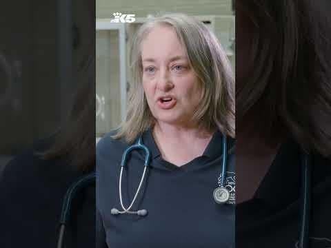 Six penguin chicks born at Point Defiance Zoo! 🐧